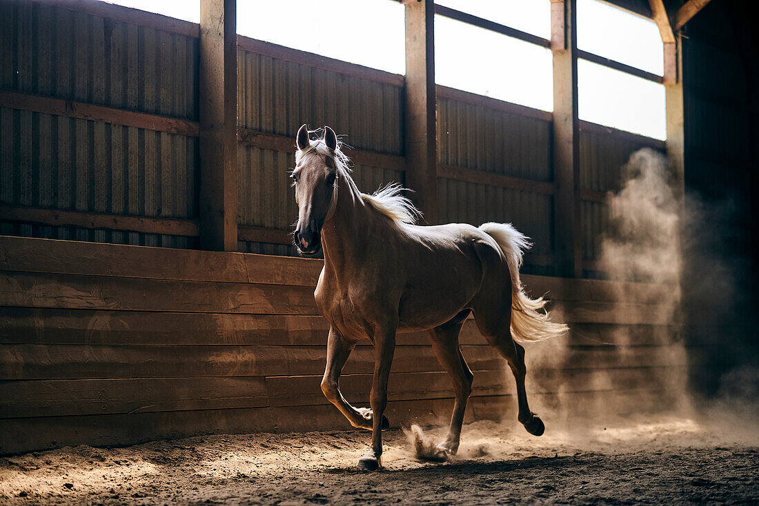 A Horse Backlit By The Sunight Galloping In A Stable; Canada