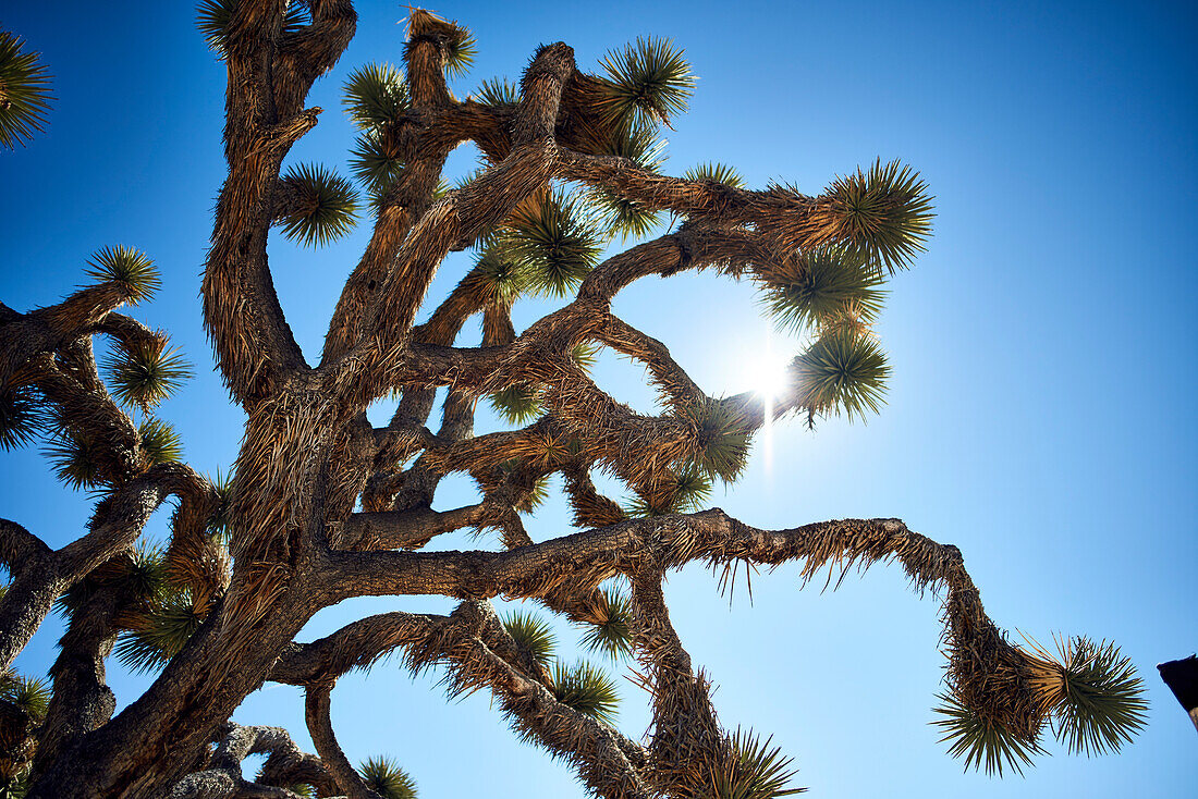 Joshua Tree (Yucca Brevifolia) Against A Blue Sky, Joshua Tree National Park; California, United States Of America