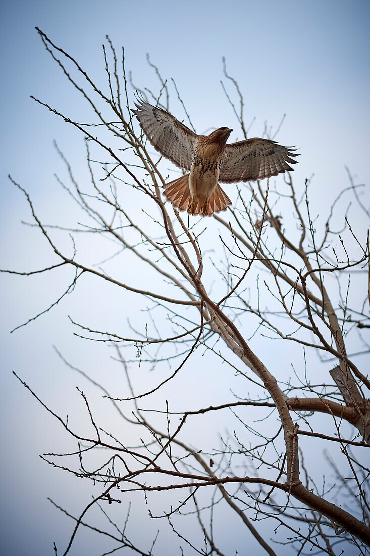 A Red Hawk Flies From A Tree Against A Clear Sky, Tommy Thompson Park; Toronto, Ontario, Canada
