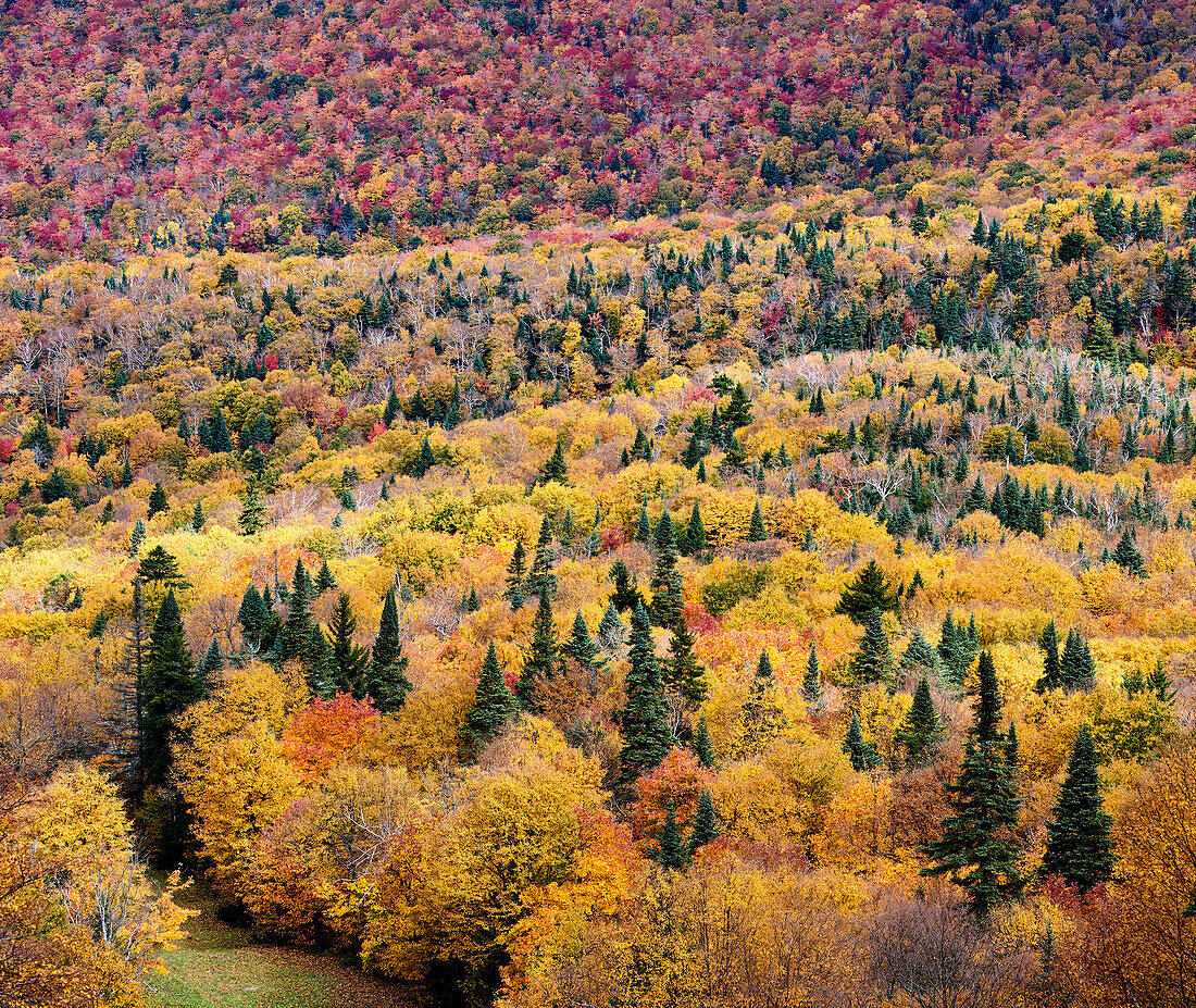 Dramatic Autumn Colours On A Forested Landscape; Dunham, Quebec, Canada