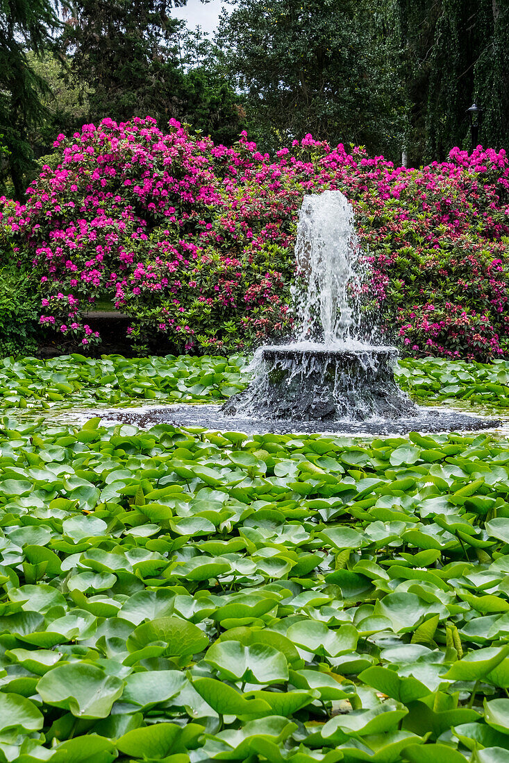A Fountain In The Lily Pond At Beacon Hill Park; Victoria, British Columbia, Canada