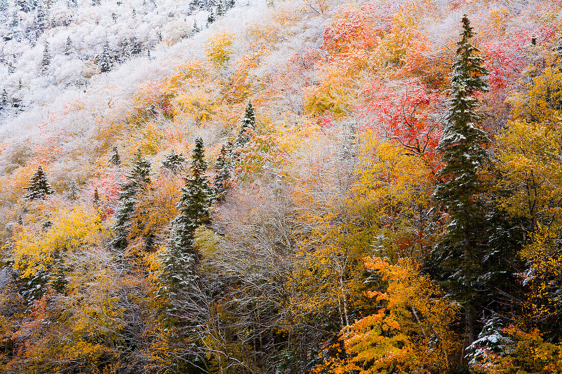 Autumn Colours In Snow On Sugarloaf Mountain, A Protected Crown Wilderness Area Along The Northeast Margaree River At Big Intervale; Cape Breton Island, Nova Scotia, Canada