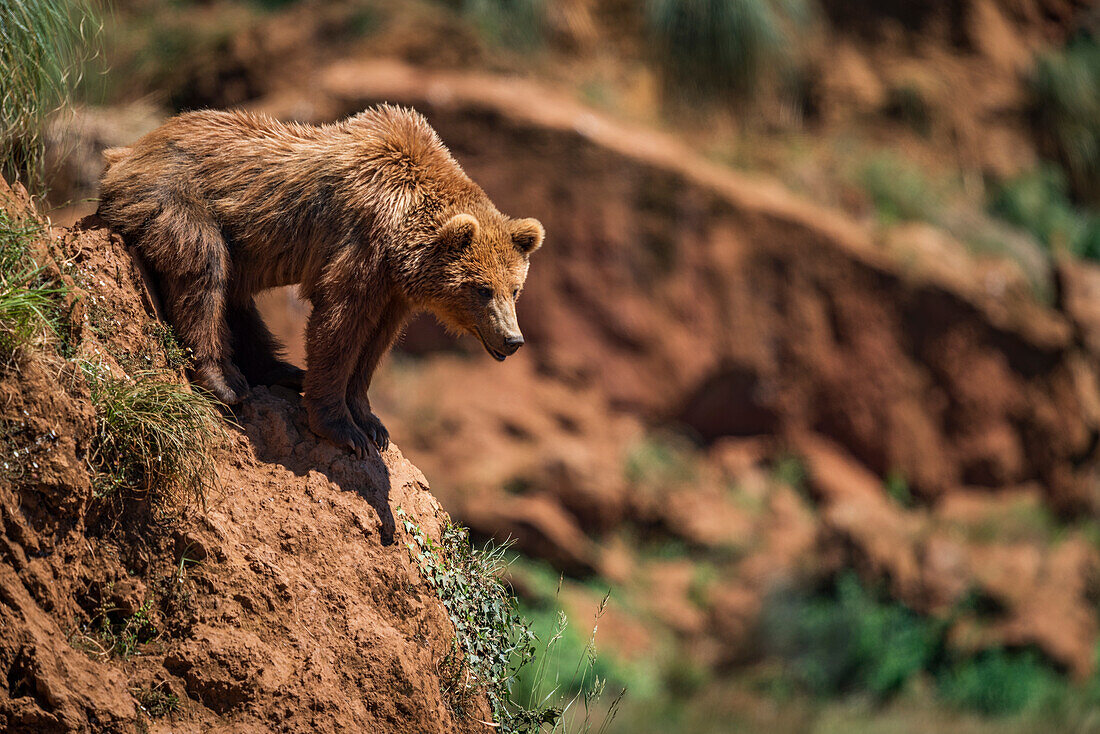 Brown Bear (Ursus Arctos) Leaning Out Over Rocky Slope; Cabarceno, Cantabria, Spain