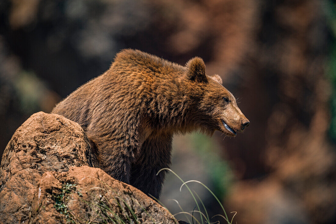 Brown Bear (Ursus Arctos) On Rock; Cabarceno, Cantabria, Spain