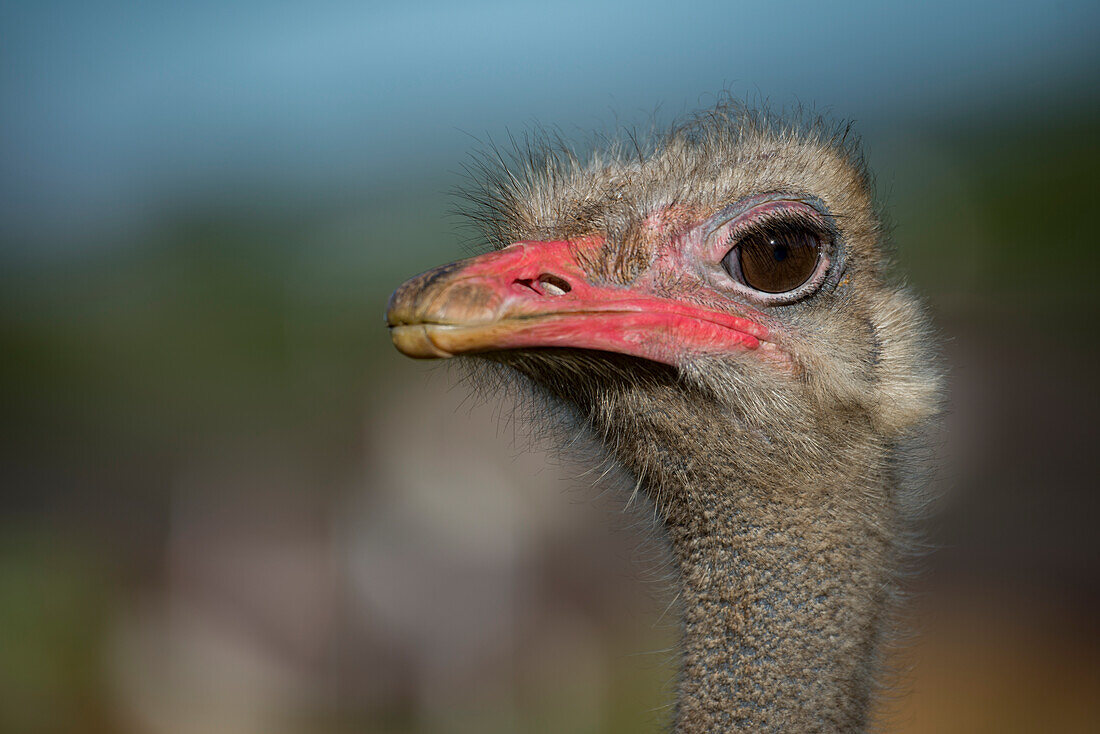 Close-Up Of Ostrich (Struthio Camelus) Against Blurred Background; Cabarceno, Cantabria, Spain