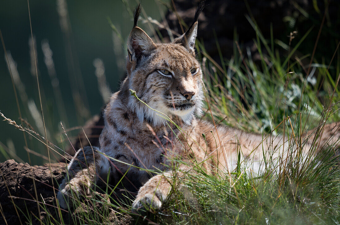 Canada Lynx (Lynx Canadensis) Lying On Grassy Rock Looking To The Right; Cabarceno, Cantabria, Spain