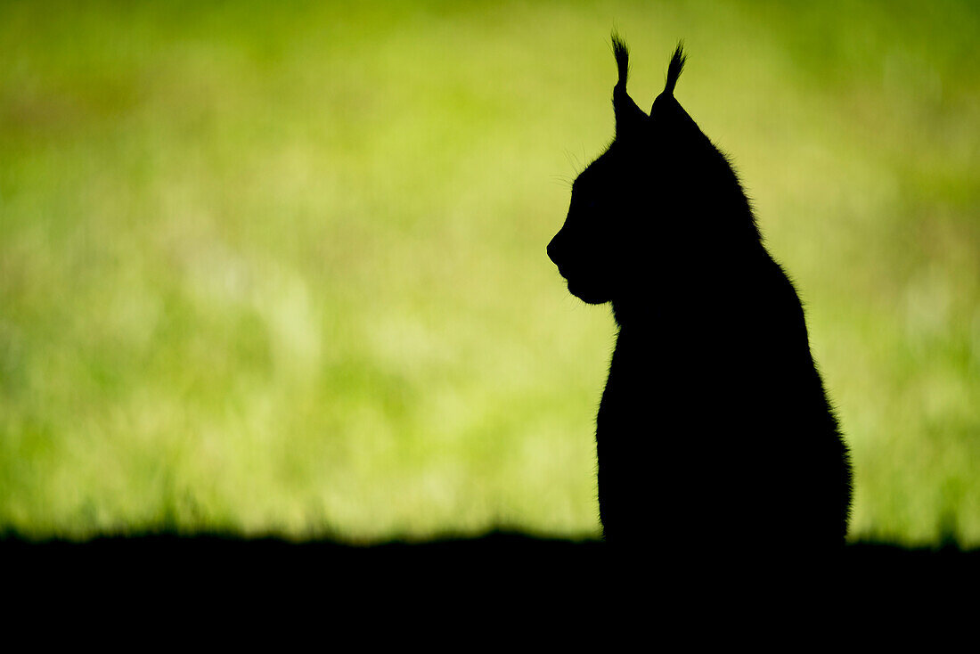 Silhouette Of Canada Lynx (Lynx Canadensis) Sitting On Grass Looking Sideways; Cabarceno, Cantabria, Spain