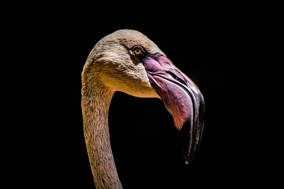 Close-Up Of Chilean Flamingo (Phoenicopterus Chilensis) Head Against A Black Background; Iguazu Falls, Parana, Brazil