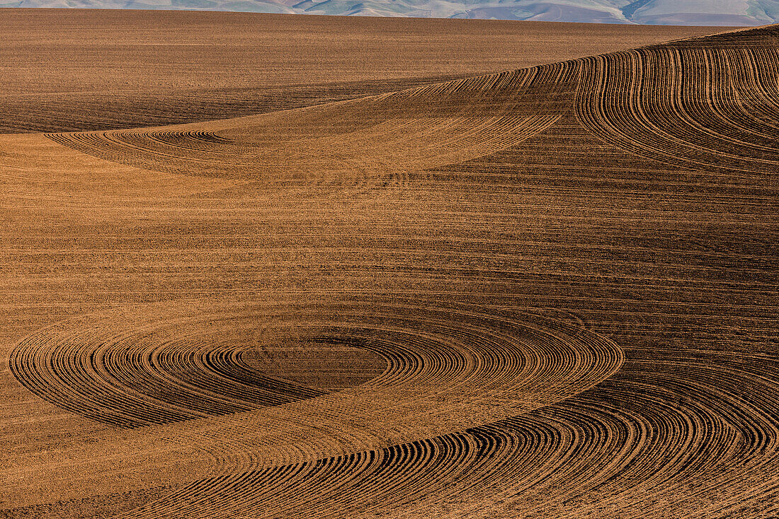 Golden Grain Fields With Circular Patterns; Washington, United States Of America