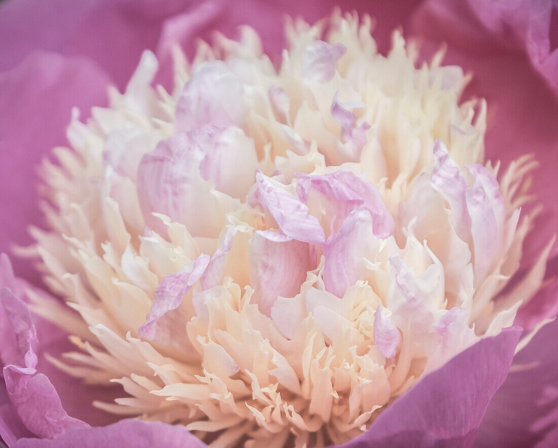 Eine schöne 'raspberry Sundae' Pfingstrose (Paeonia Lactiflora) in Blüte; Victoria, British Columbia, Kanada