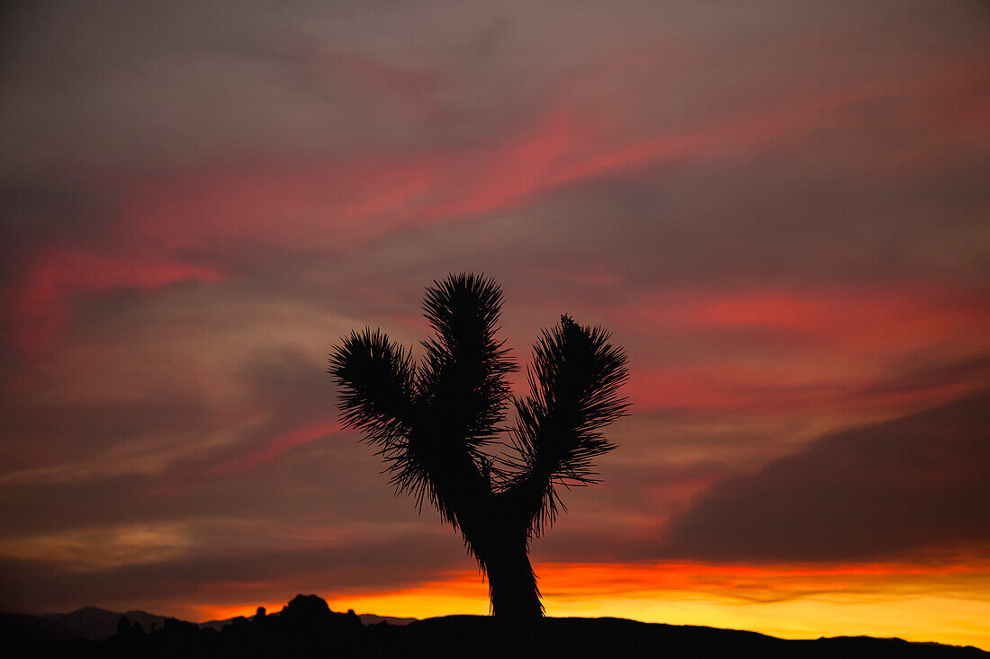 Lone Joshua Tree (Yucca Brevifolia) Silhouetted Against A Colourful Sky Just After Sunset In Joshua Tree National Park; California, United States Of America