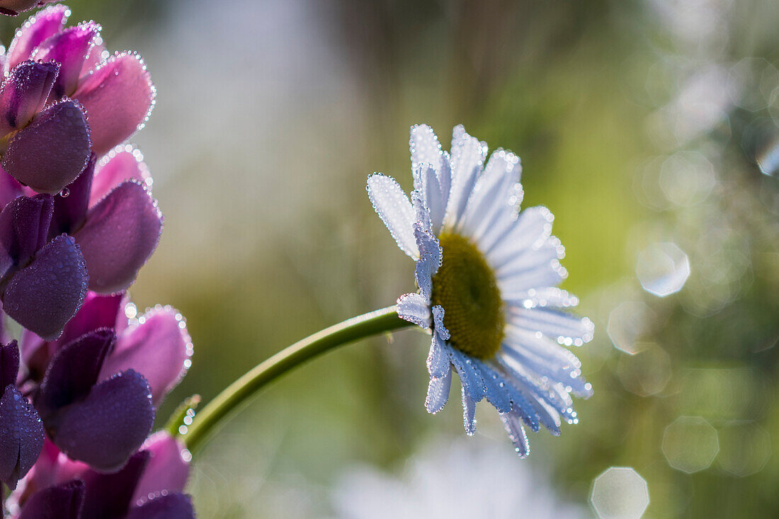 Blumen glitzern mit Tau an einem Frühlingsmorgen; Astoria, Oregon, Vereinigte Staaten von Amerika