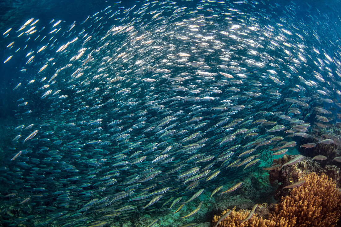 Large School Of Sardines; Moalboal, Cebu, Central Visayas, Philippines