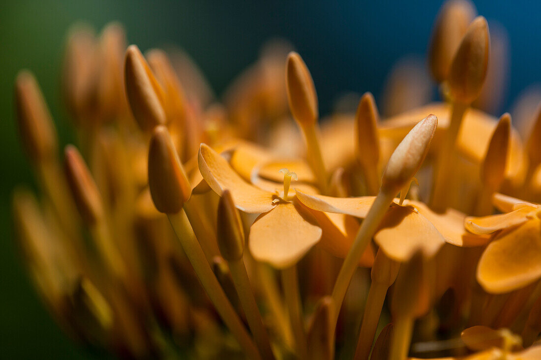 Yellow Ixora (Ixora Coccinea); Anda, Bohol, Central Visayas, Philippines