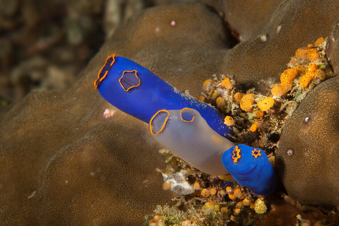 Bright Blue Coral; Moalboal, Cebu, Central Visayas, Philippines