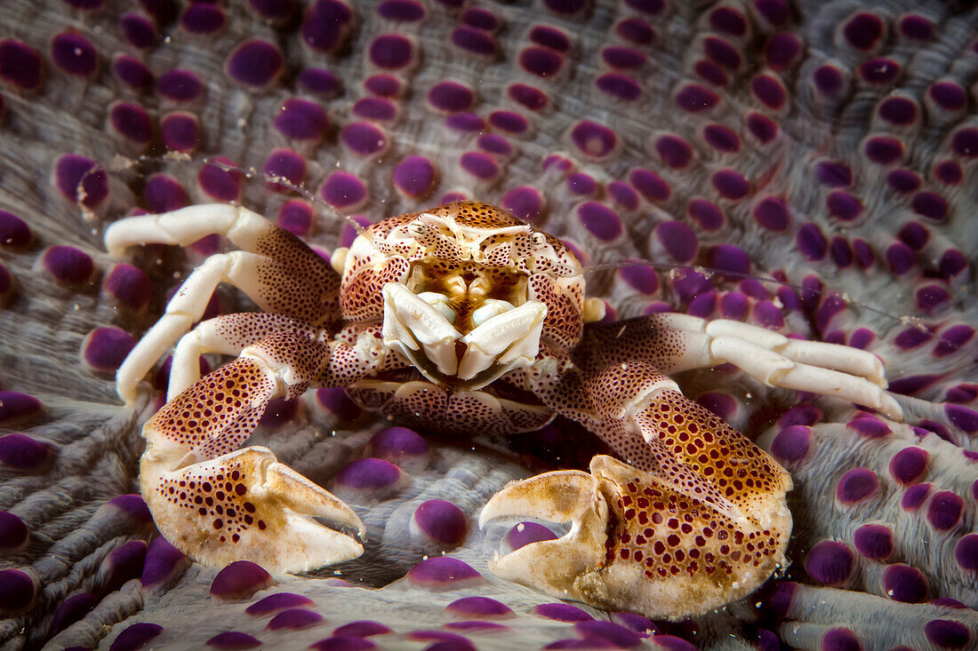 Spotted Porcelain Crab (Porcellana Sayana) On Top Of Anenome; Moalboal, Cebu, Central Visayas, Philippines