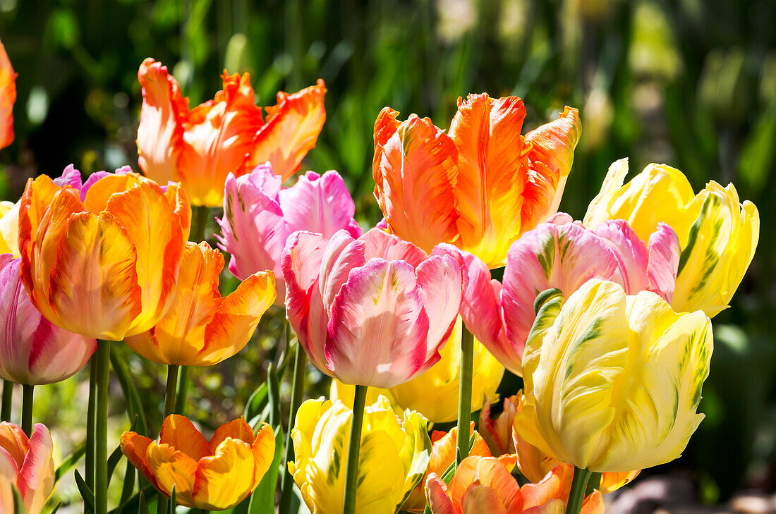 Nahaufnahme einer bunten Reihe von Tulpen in einem Garten; Calgary, Alberta, Kanada