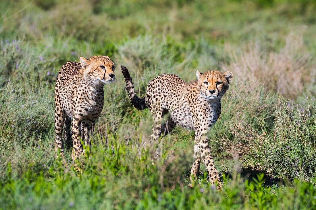 Two Young Cheetahs (Acinonyx Jubatus), Serengeti; Tanzania