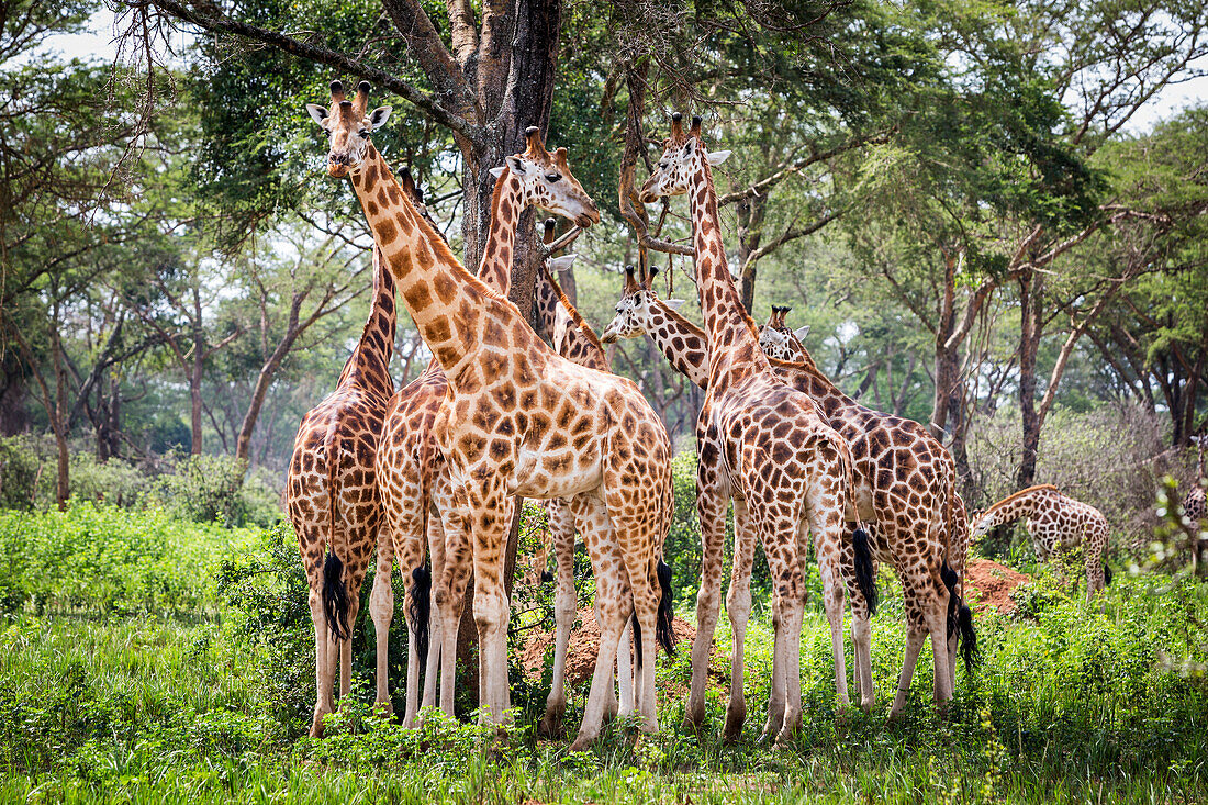 A Group Of Giraffes (Giraffa) Standing Under A Tree, Murchison Falls National Park; Uganda