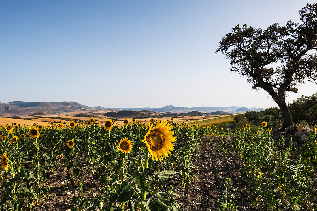 Common Sunflower (Helianthus Annuus, Asteraceae) Crop With Rolling Hills In The Distance; Campillos, Malaga, Andalucia, Spain