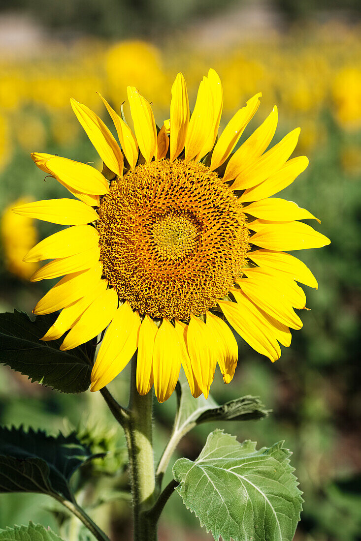 Gewöhnliche Sonnenblume (Helianthus annuus, Asteraceae); Campillos, Malaga, Andalusien, Spanien