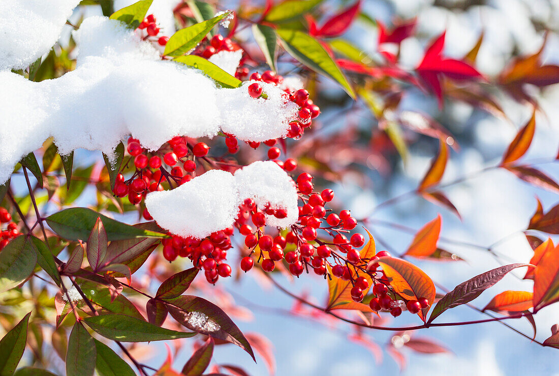 Red Berries On An Autumn Coloured Tree With Clumps Of Snow On The Branches; Walnut Grove, British Columbia, Canada