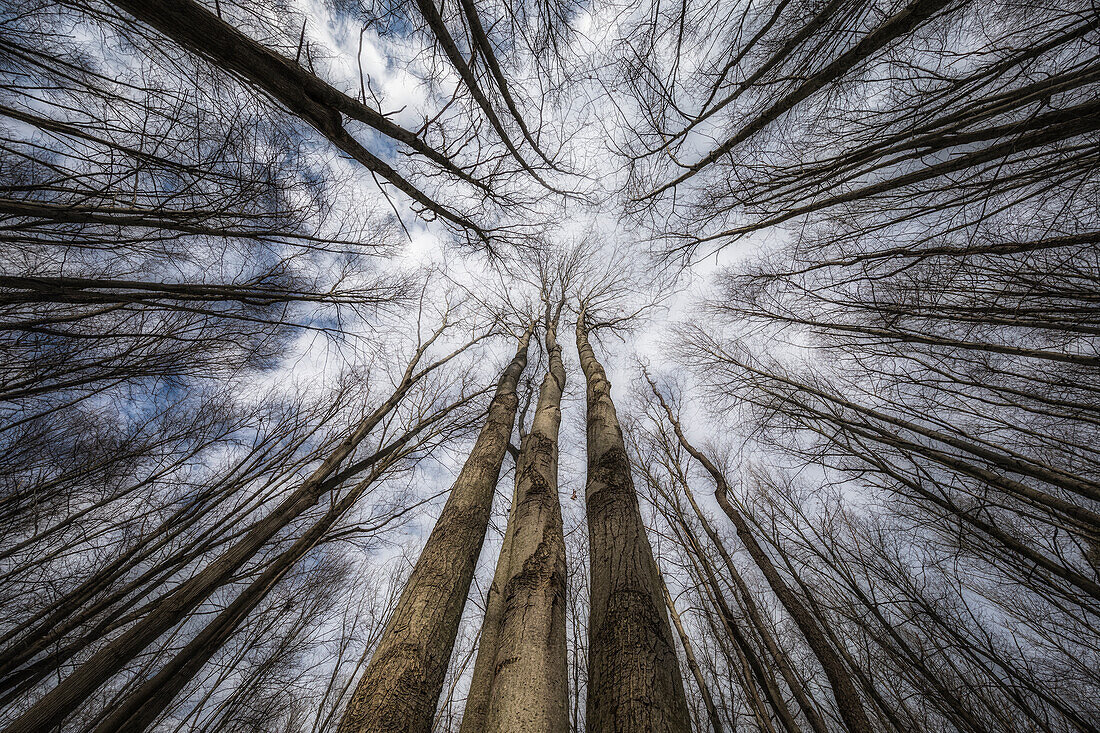 Looking Up Through The Trees To The Sky; Strathroy, Ontario, Canada
