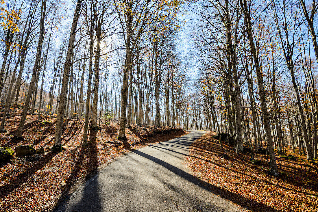 An Asphalt Road Through The Amiata Mountain Covered By Golden And Yellow Deciduous Dead Leaves From Surrounding Beech Forest; Tuscany, Italy