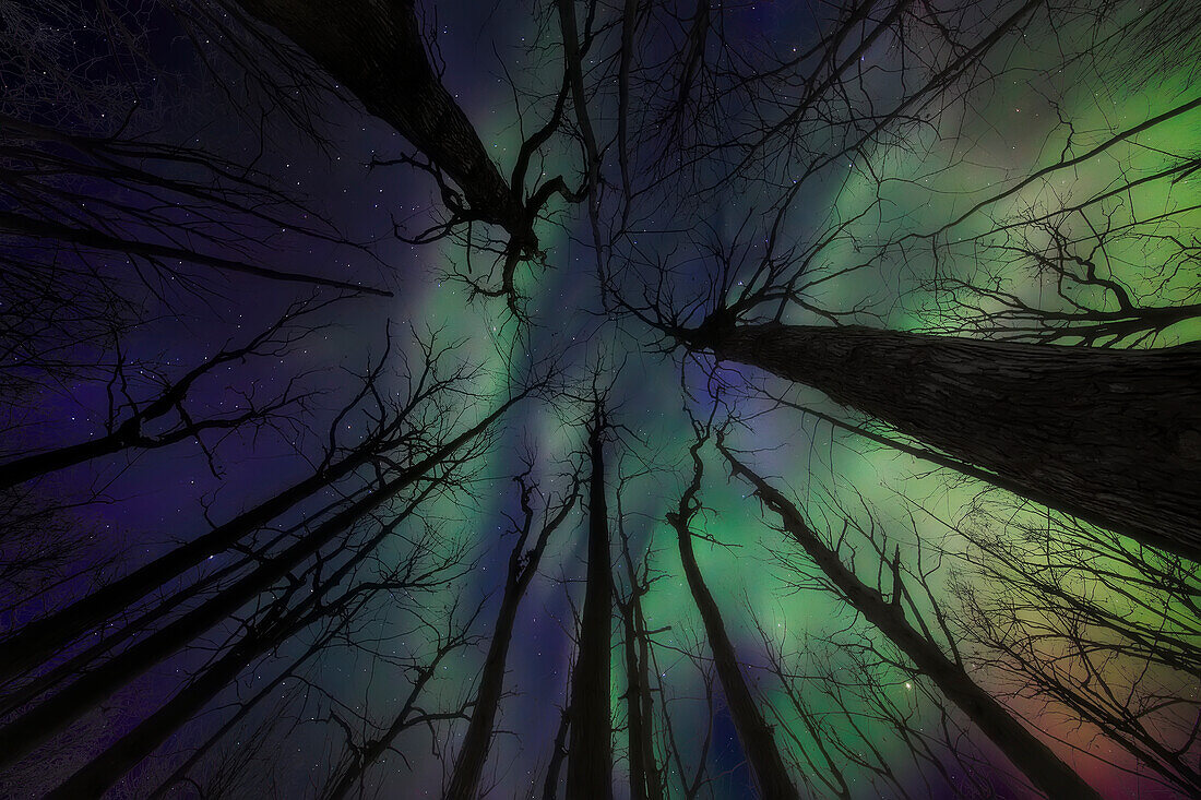 Aurora Borealis Viewed Up Through The Trees; Whitehorse, Yukon, Canada