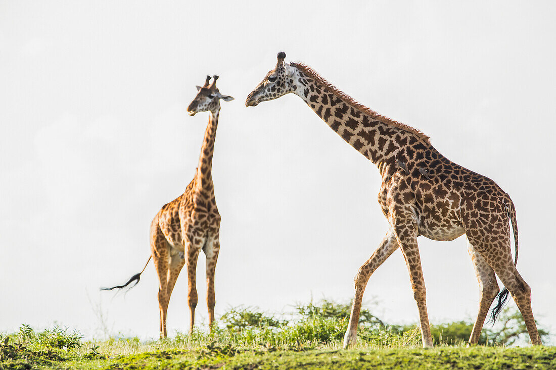 Giraffes (Giraffa) Standing On The Plains Of The Serengeti; Tanzania