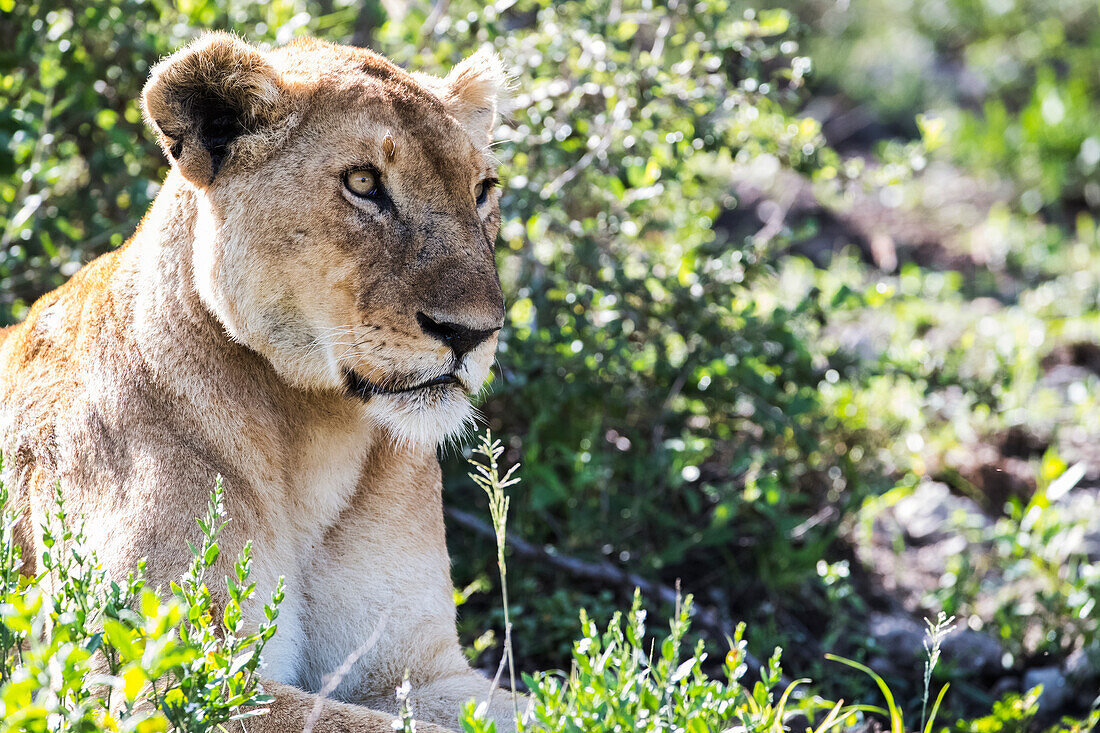 Close-Up Of A Lion (Leo Panthera) Lying On The Ground, Serengeti; Tanzania