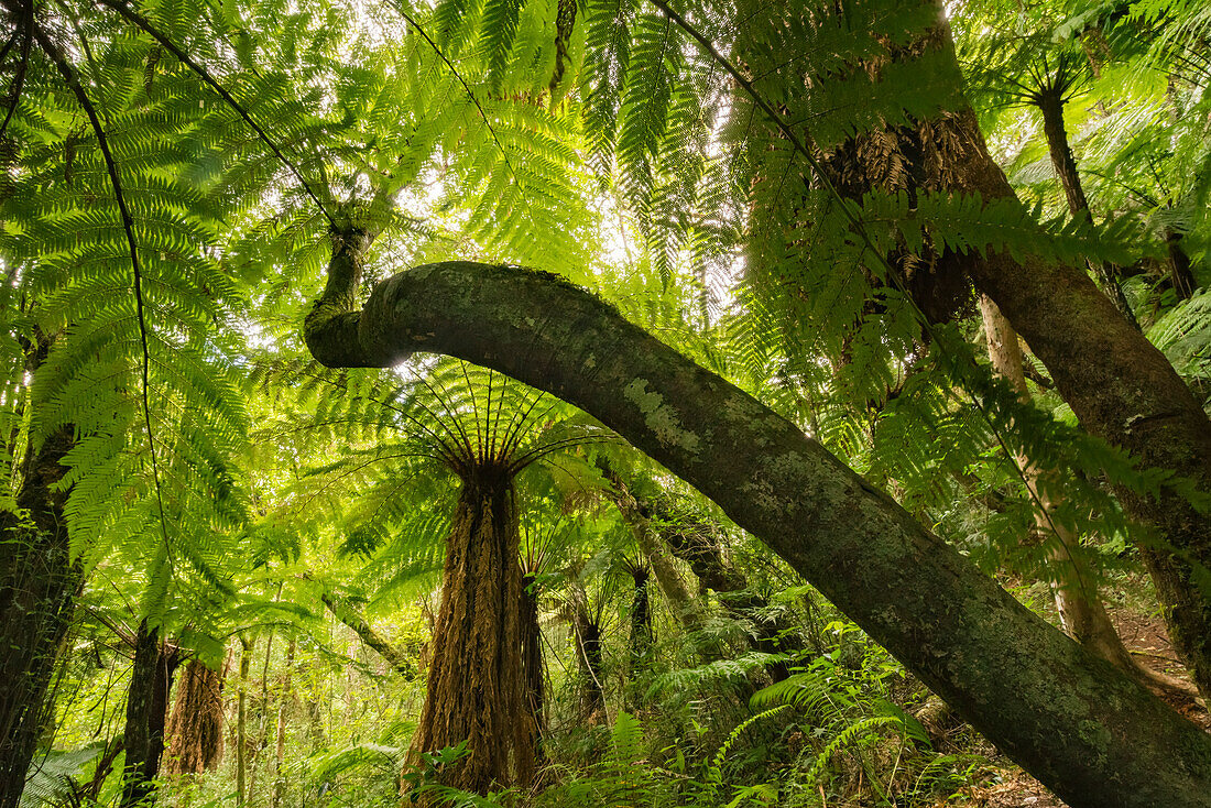 Giant Fern Forests Near Samaipata; Bolivia