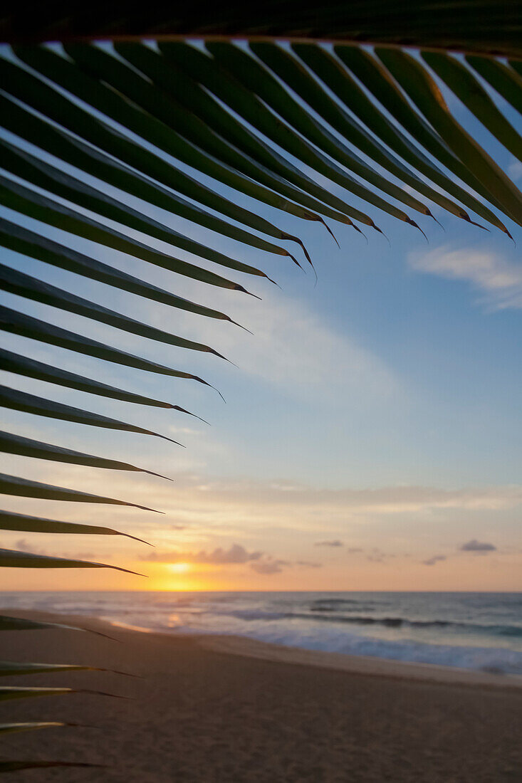 A coconut palm frond silhouette framing a beautiful sunrise at the beach on the North shore of Oahu; Honolulu, Oahu, Hawaii, United States of America