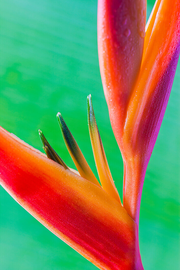 Nahaufnahme einer schönen roten und orangefarbenen Heliconia-Blüte vor einem grünen Blatt; Honolulu, Oahu, Hawaii, Vereinigte Staaten von Amerika
