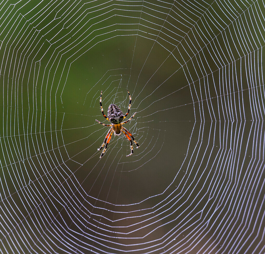 Orb-Weaver spider (Araneidae) in it's web; Redbridge, Ontario, Canada