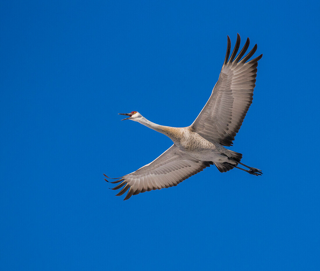 Sandhill Crane (Grus canadensis) flying in a blue sky;