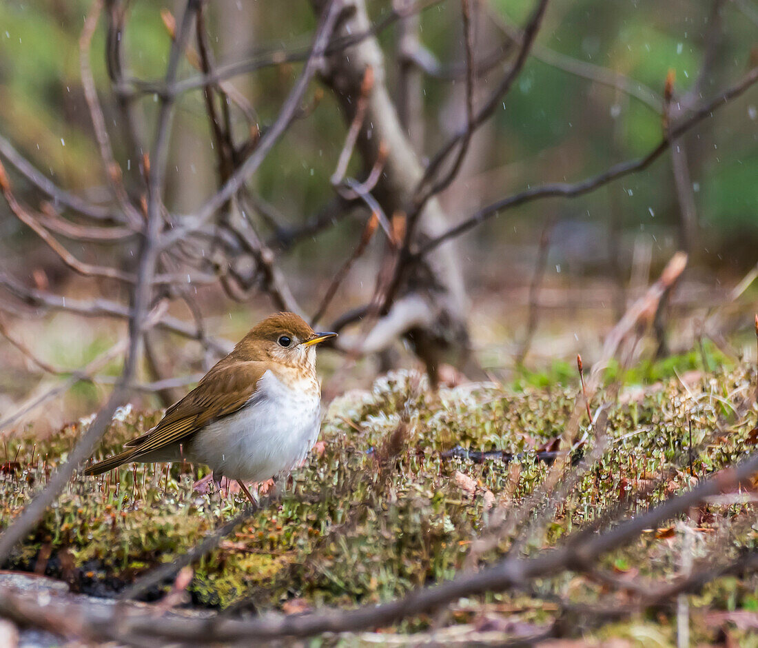 Veery (Catharus fuscescens), a thrush species of bird, standing on the ground with snowflakes falling; Ontario, Canada