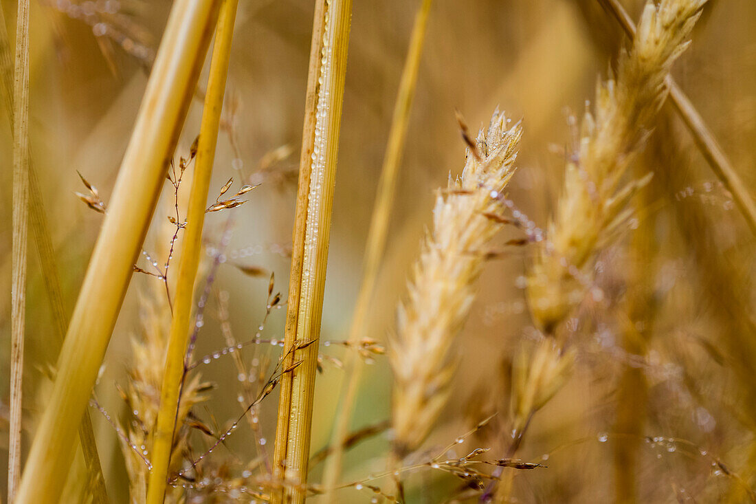 Close-up of golden grasses wet with dew in summer; Astoria, Oregon, United States of America