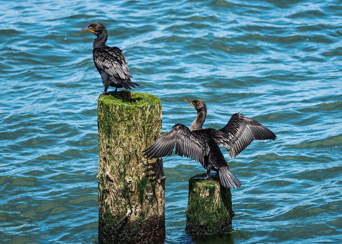 Double-crested Cormorants (Phalacrocorax auritus) perched on pilings in the Columbia River; Astoria, Oregon, United States of America