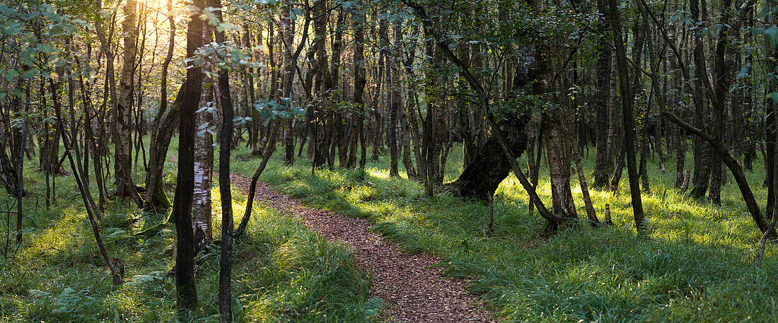 katenhofer moor, Danish wahld, rendsburg-eckernförde, schleswig-holstein, germany