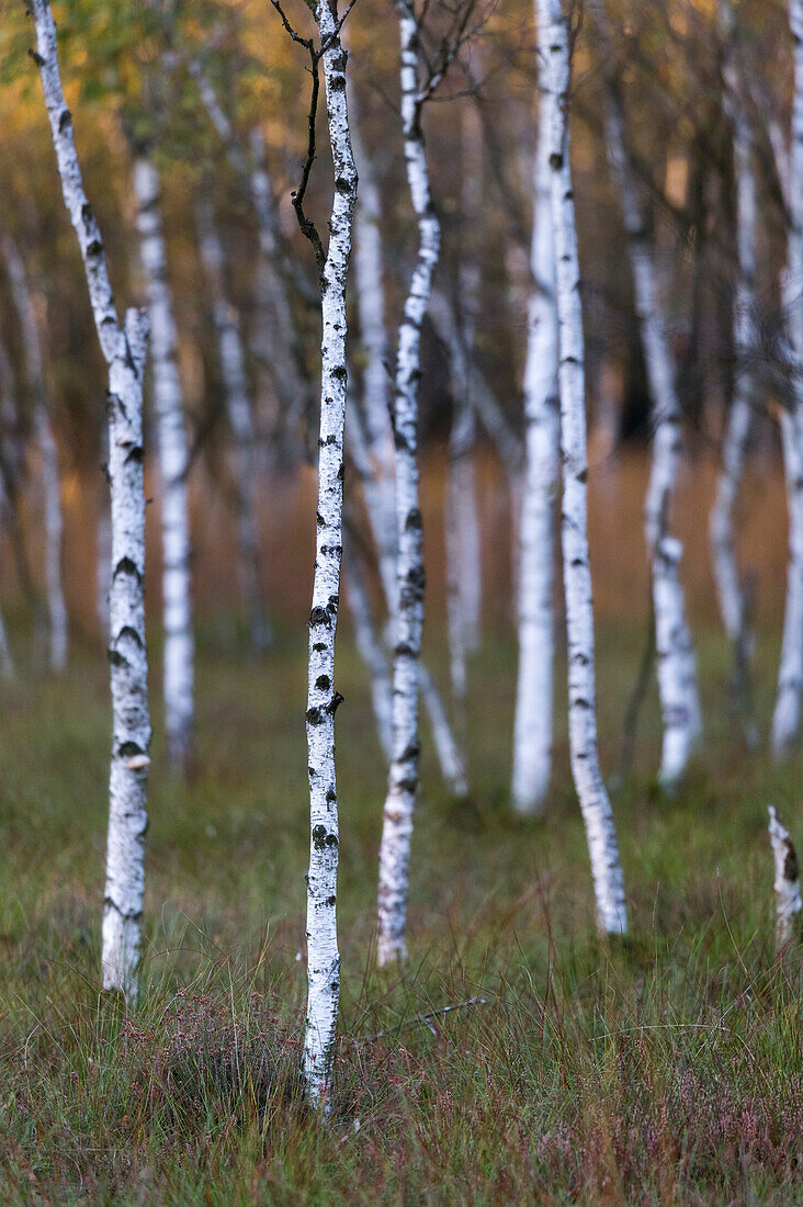 katenhofer moor, Danish wahld, rendsburg-eckernförde, schleswig-holstein, germany