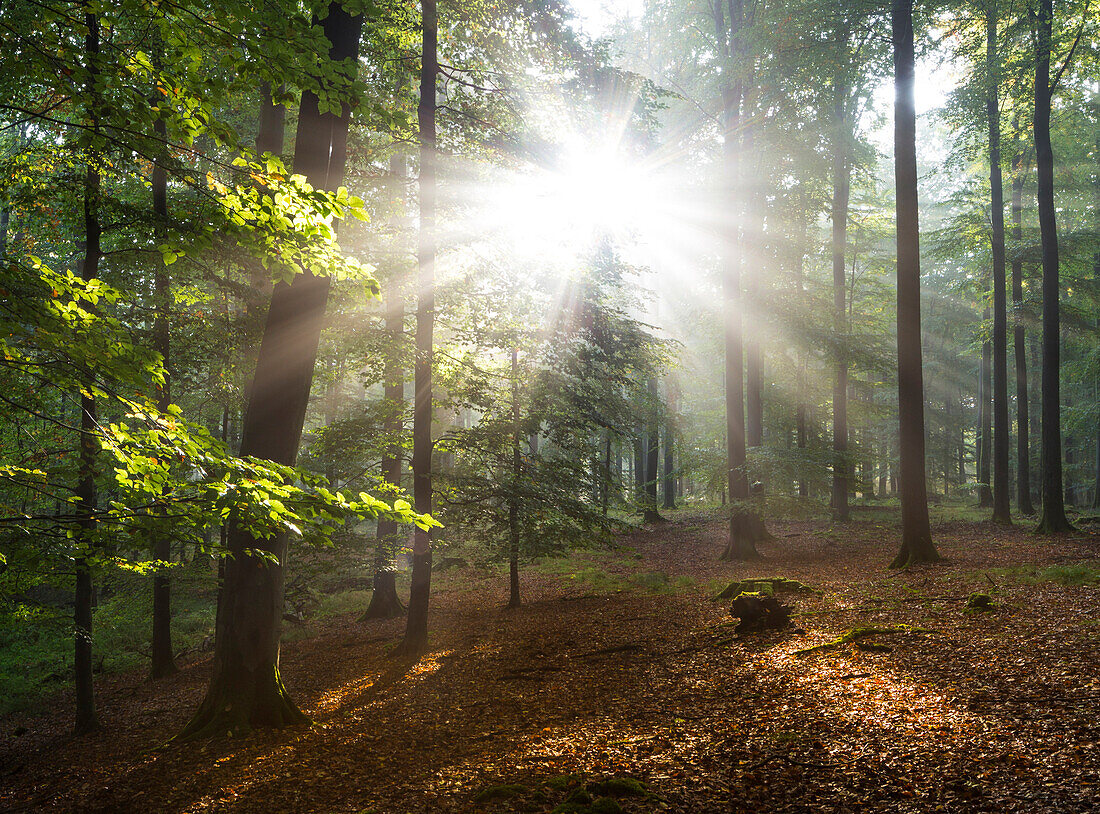 Kaltenhofer Moor (Hochmoor, Naturschutzgebiet), Dänischer Wohld, Rendsburg-Eckernförde, Schleswig-Holstein, Deutschland