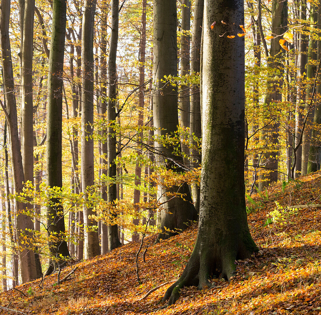 Naturpark Westensee, Rendsburg-Eckernförde, Schleswig-Holstein, Norddeutschland, Deutschland