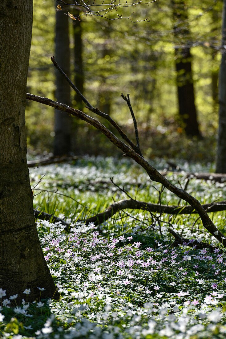Frühlingsblüher im Wald, Kellenhusen, Schleswig Holstein, Deutschland