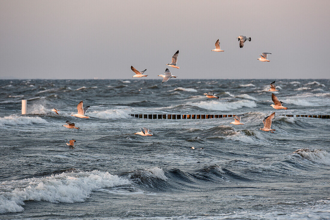 Sey Gulls over  Baltic Sea, Kellenhusen,  Schleswig Holstein, Germany