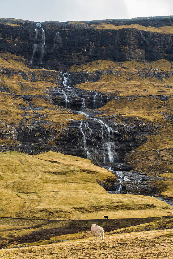 Schafe vor einem Wasserfall in Saksun, Streymoy, Färöer Inseln, Dänemark