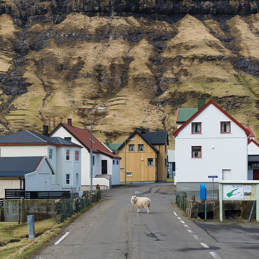 Schaf in den einsamen Strassen von Tjornuvik, Streymoy, Färöer Inseln, Dänemark