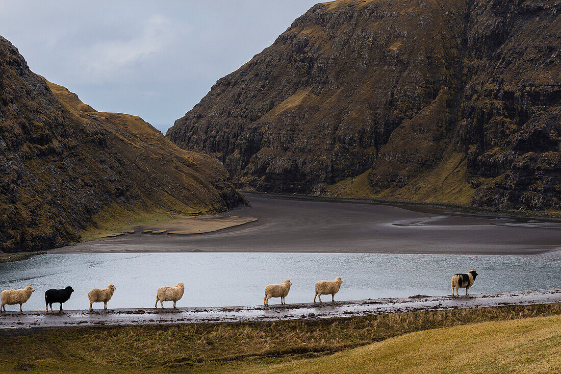 Schafe in der Bucht von Saksun, Streymoy, Färöer Inseln, Dänemark