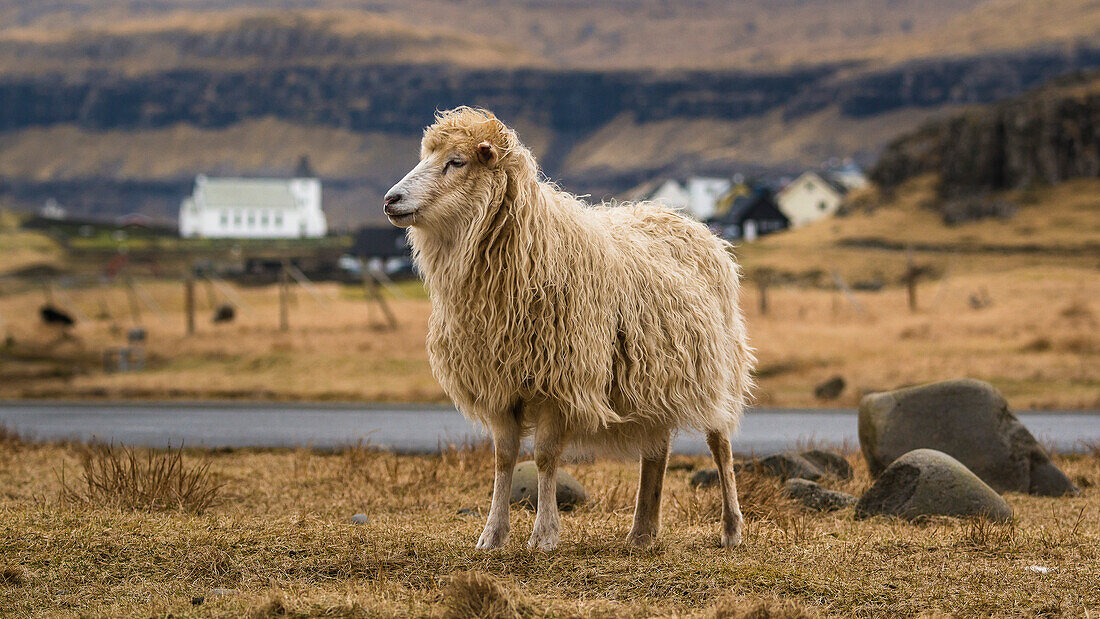 sheep in front of a small village, Streymoy, Faroe Islands, Denmark