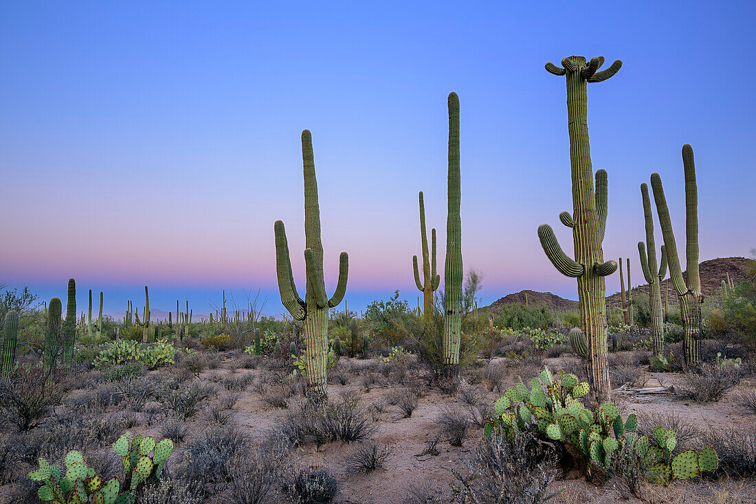 Saguaro cacti at dawn, Saguaro National Park, Arizona, USA